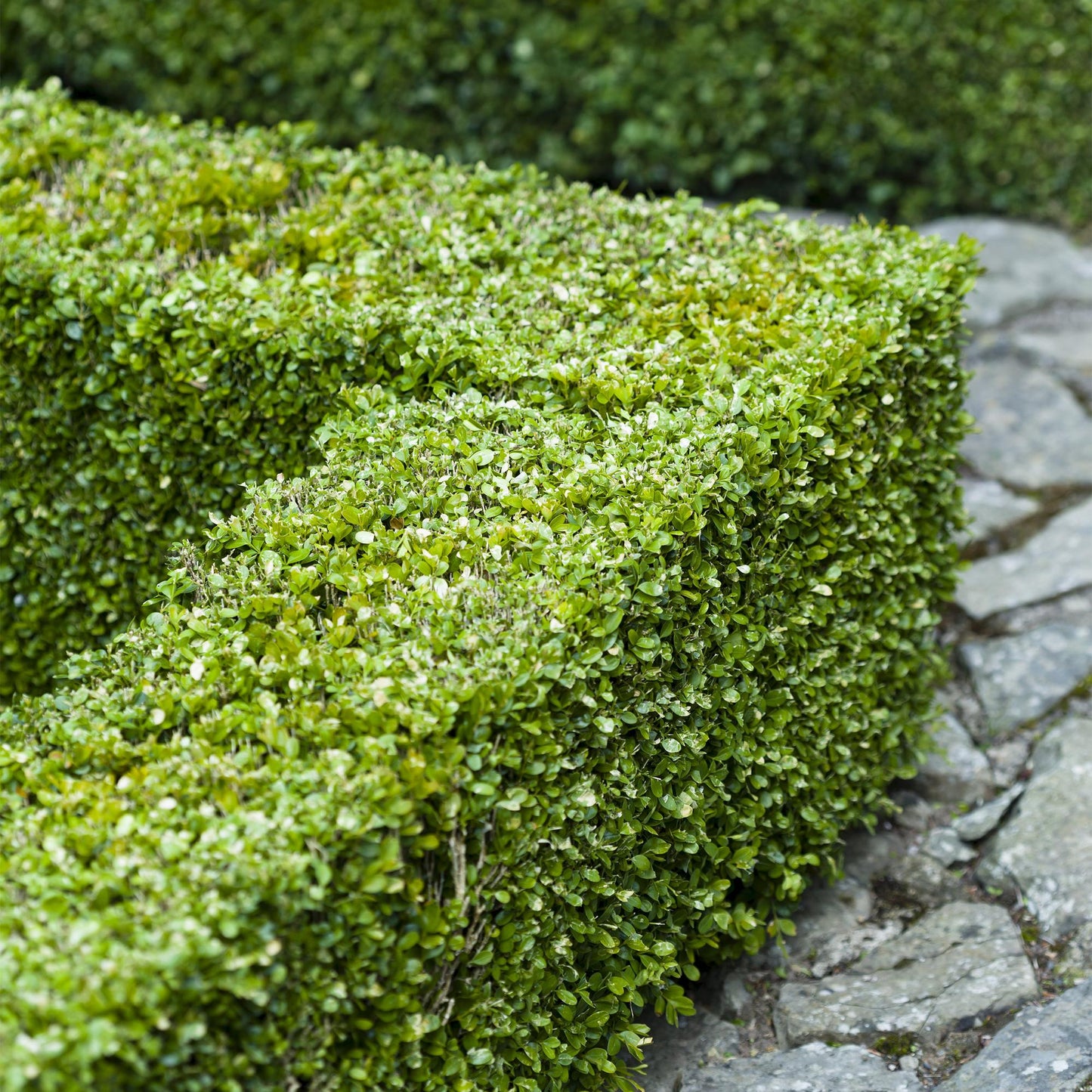 Green boutiQ - Haagplanten - Buxus sempervirens -  blad groen - 6 planten - 1 strekkende meter - groenblijvend - pot 17cm hoogte 45cm