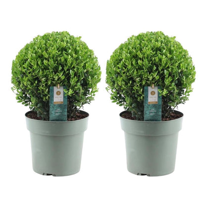 2x Ilex crenata 'Jenny' bol | set van 2 stuks | 20 cm Ø
