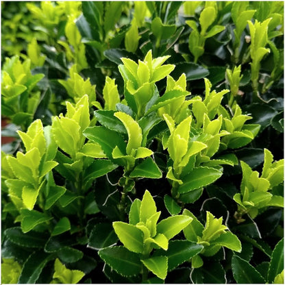 Plants by Frank - 1 meter Groene Kardinaalsmuts haag - Euonymus japonicus 'Green Spire' - Set van 6 winterharde haagplanten - Groenblijvende haag - Vers van de kwekerij geleverd