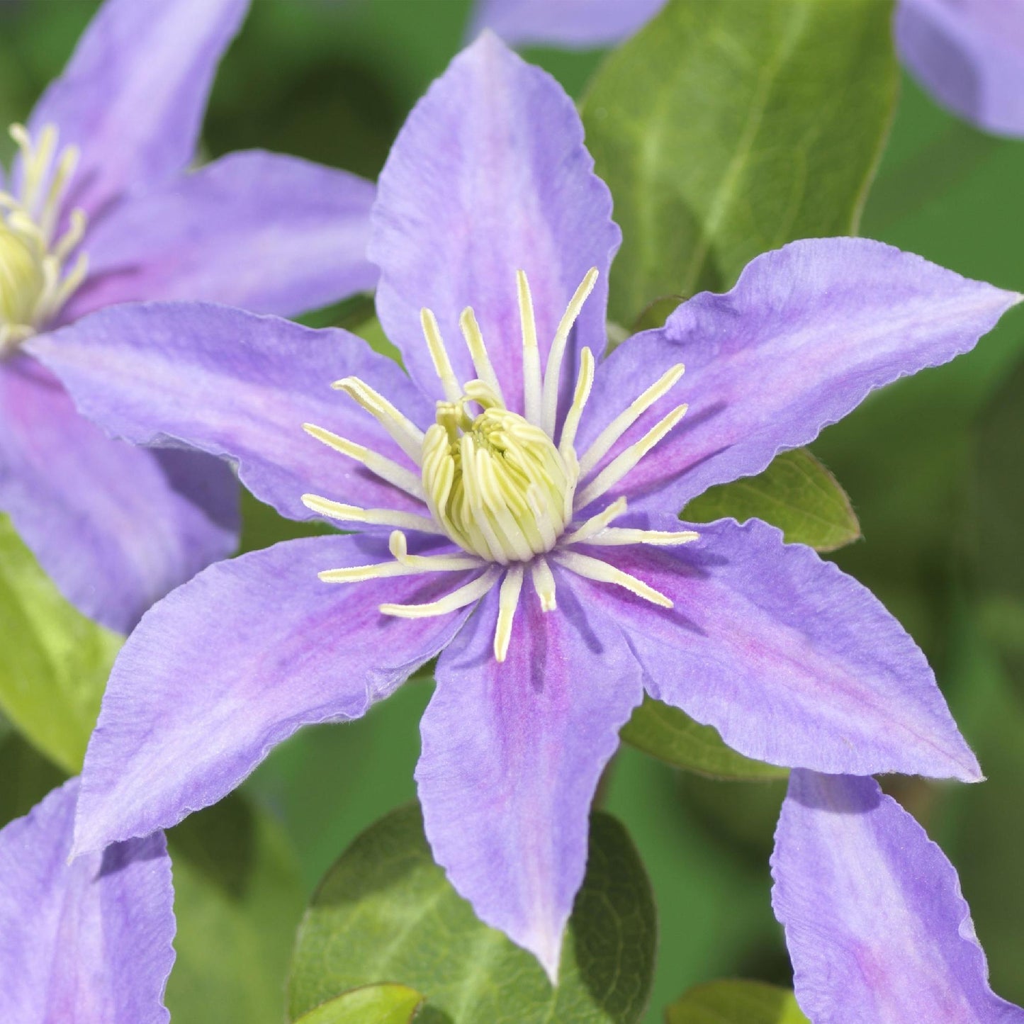 Green boutiQ - Klimplant - Clematis Justa - Bloem Licht Blauw - Weinig onderhoud -2 planten -  Pot 11cm Hoogte 40cm