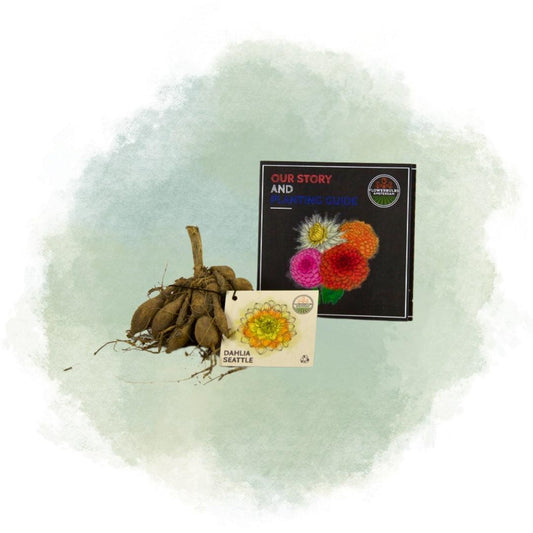 Flowerbulbs Amsterdam - 24 dahlia seattle knollen voor 4 m², grootbloemige uitstraling