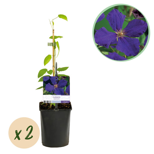 Green boutiQ - Klimplant - Clematis Jackmanii - Bloem Blauw - Weinig onderhoud -2 planten -  Pot 11cm Hoogte 40cm