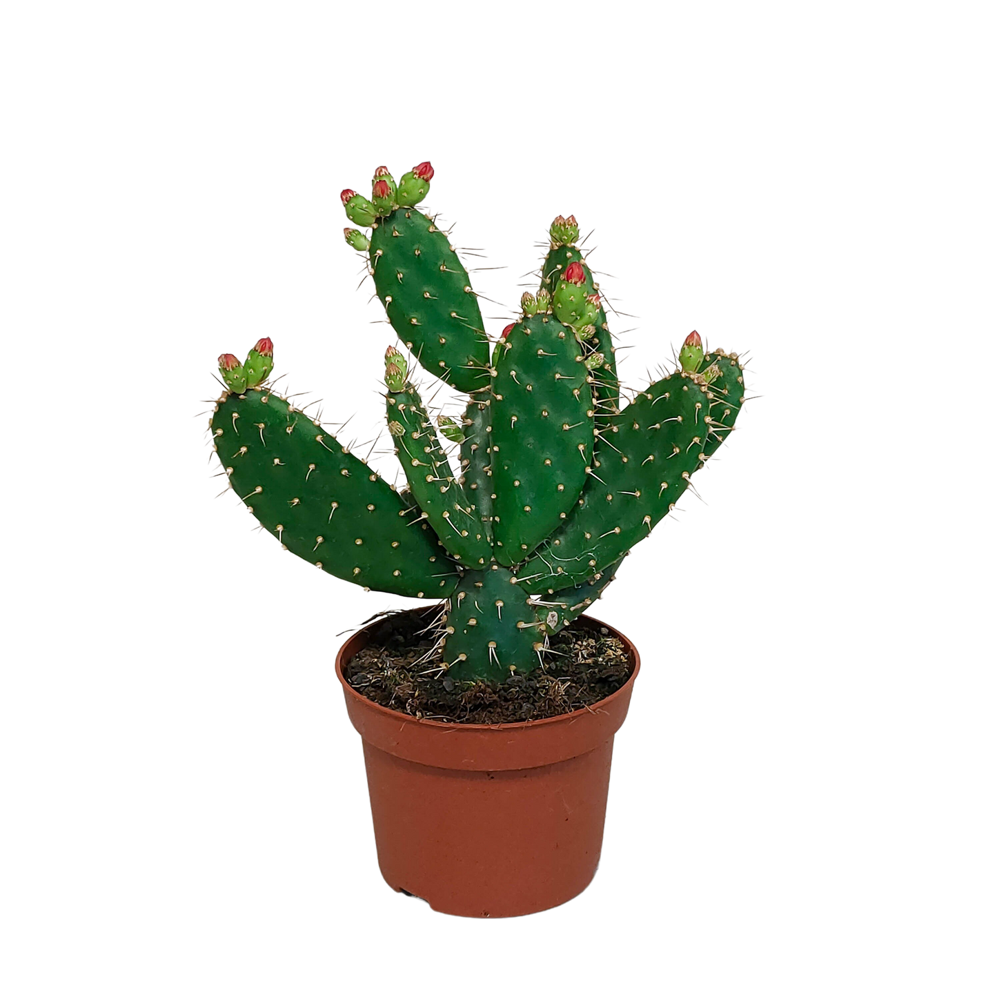 Opuntia quitensis 12 cm