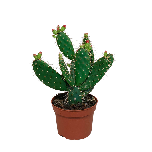 Opuntia quitensis 12 cm