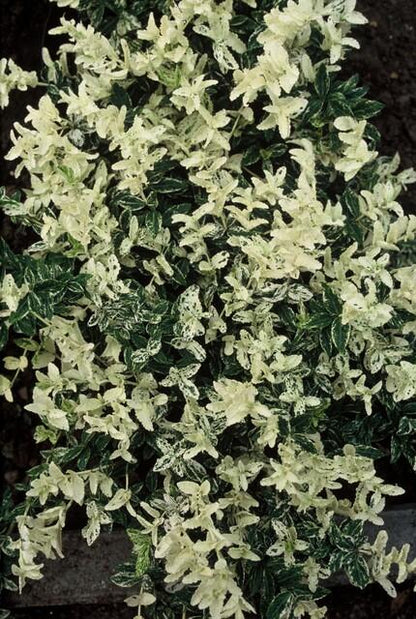 20x Euonymus fort. 'Harlequin' - ↕10-25cm - Ø9cm