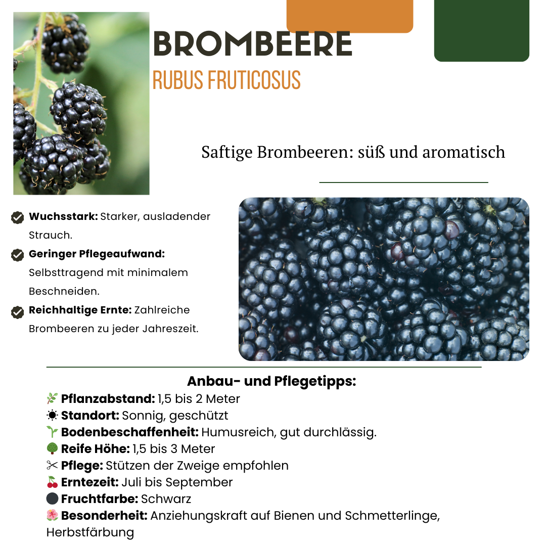 "Vruchtenparadijs" BIO Fruitplanten mix set van 4 verschillende soorten