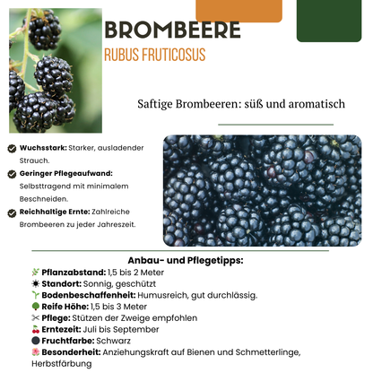 "Vruchtenparadijs" BIO Fruitplanten mix set van 4 verschillende soorten