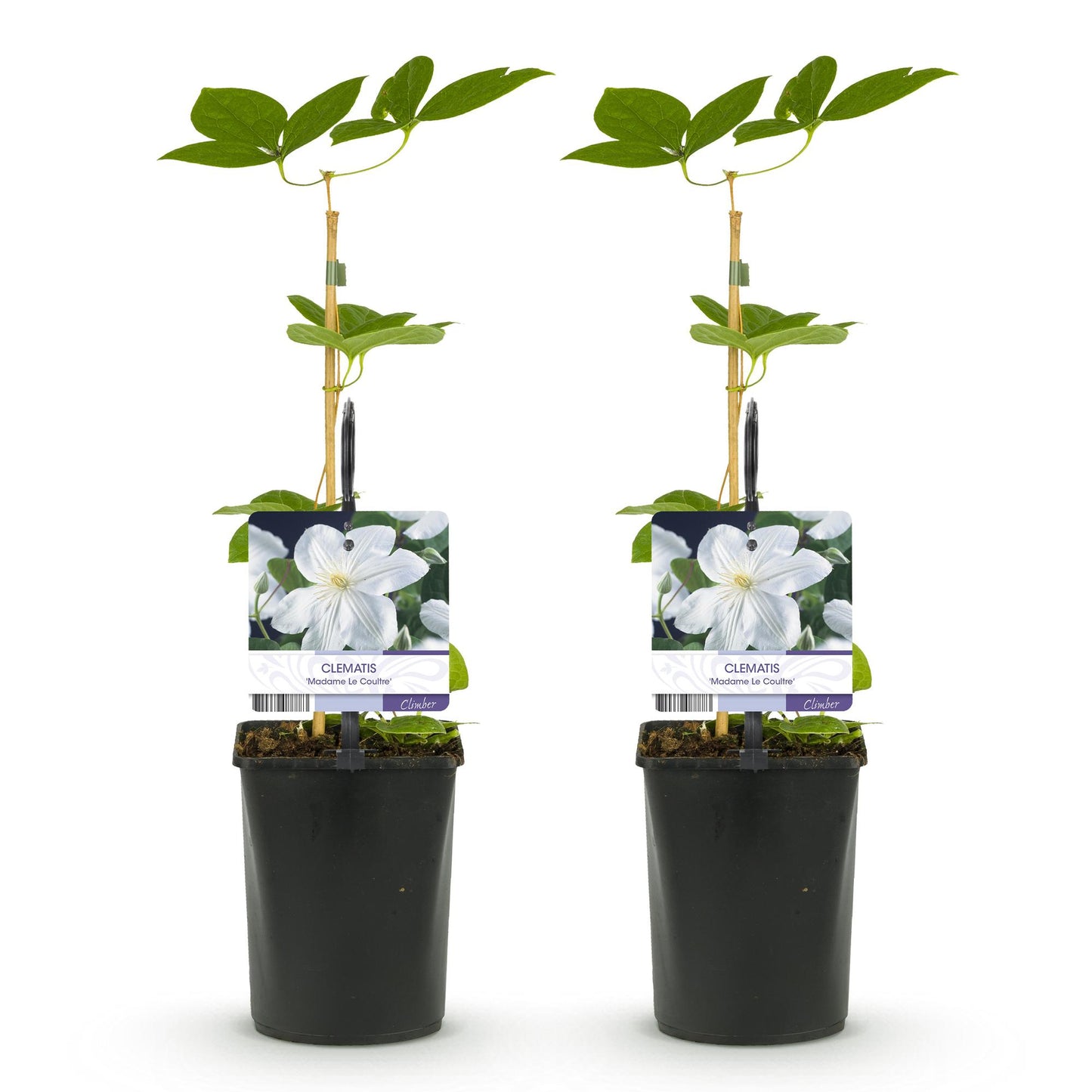 Green boutiQ - Klimplant - Clematis Madame Le Coultre - bloem wit - Weinig onderhoud -2 planten -  Pot 11cm Hoogte 40cm
