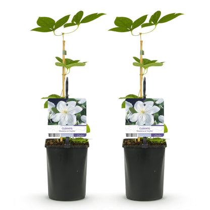 Green boutiQ - Klimplant - Clematis Madame Le Coultre - bloem wit - Weinig onderhoud -2 planten -  Pot 11cm Hoogte 40cm