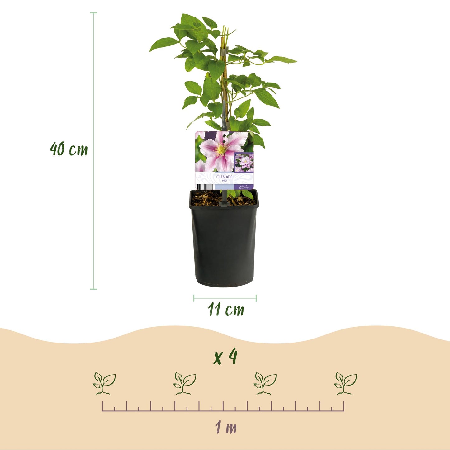 Green boutiQ - Klimplant - Clematis Piilu - Bloem Roze - Weinig onderhoud -2 planten -  Pot 11cm Hoogte 40cm
