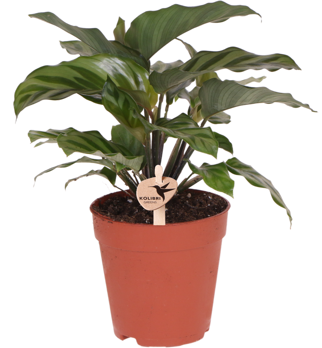 Kolibri Greens | Groene plant - Calathea -  groene kamerplant - vers van de kweker - Ø9cm