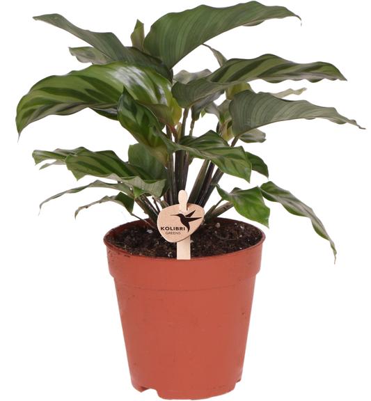 Kolibri Greens | Groene plant - Calathea -  groene kamerplant - vers van de kweker - Ø9cm