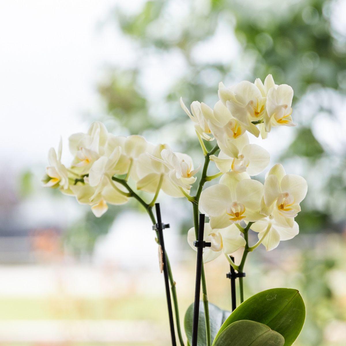 Kolibri Orchids | Gele orchidee Mexico + Floral sierpot lichtblauw - potmaat Ø9cm | bloeiende kamerplant - vers van de kweker